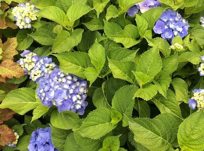 Lo Stambecco Bianco *